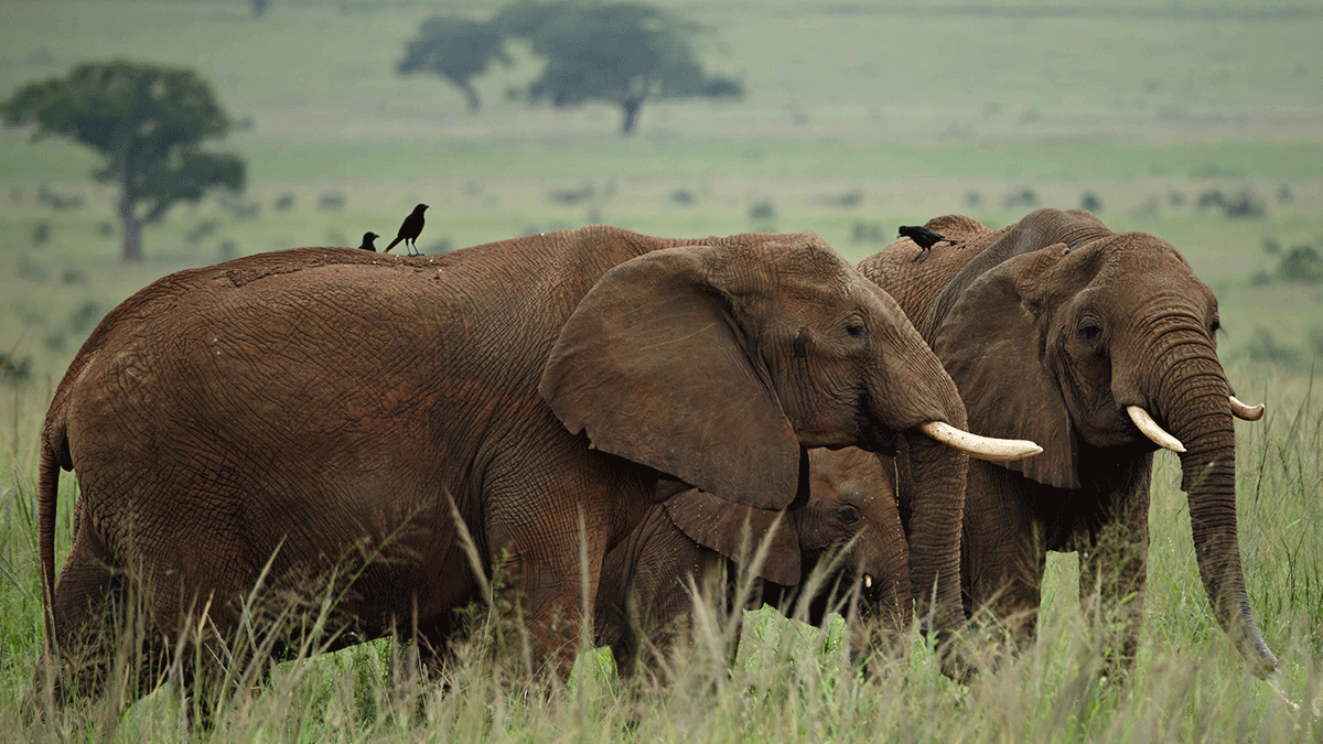 Rwanda Wildlife Safaris