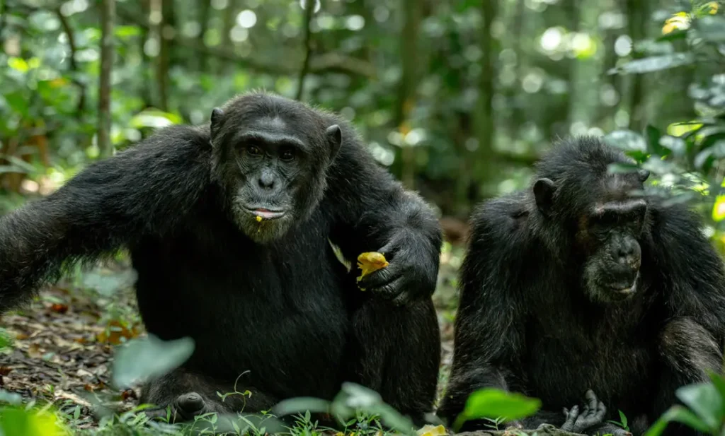 Uganda Chimpanzee Safaris