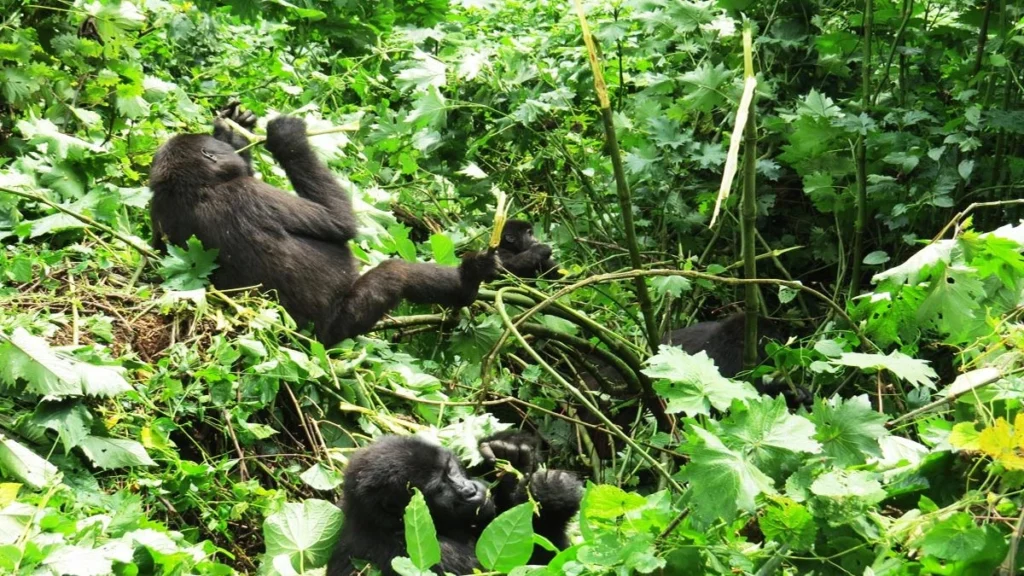 Uganda Gorilla Safaris