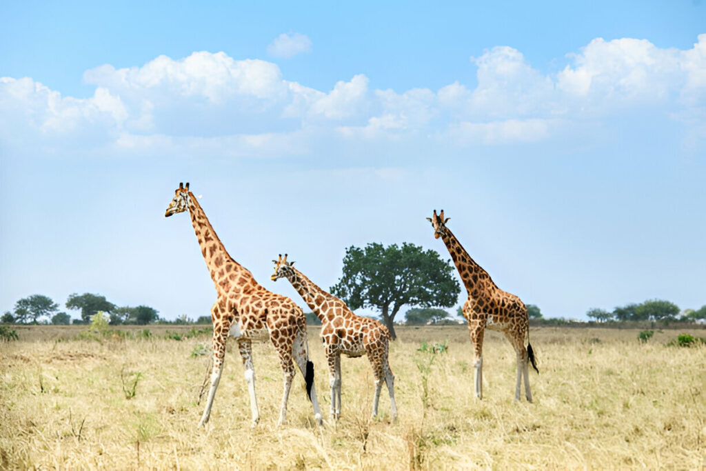 Uganda Long Safaris 