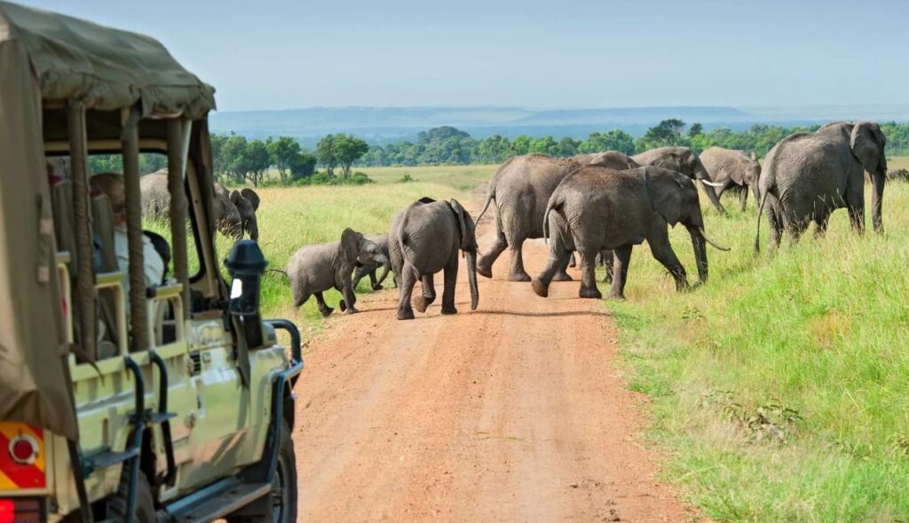 Uganda Safaris