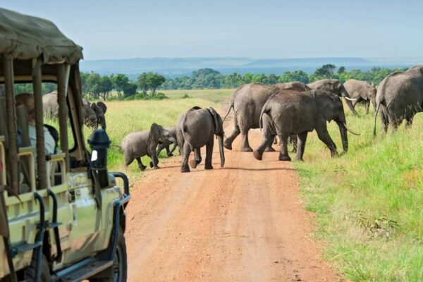 Uganda Safaris