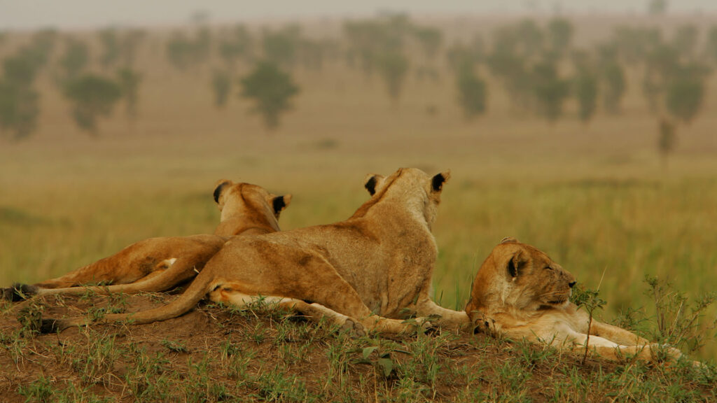 Uganda Wildlife safari