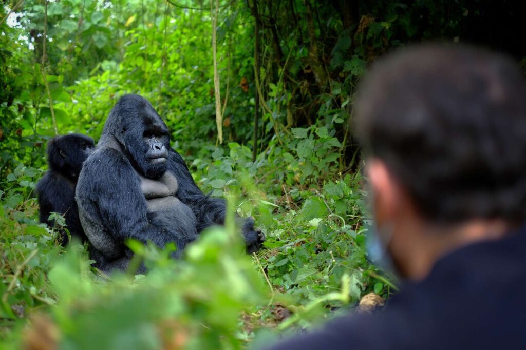 What Is the Cultural Experience Around Rwanda Gorilla Safaris?