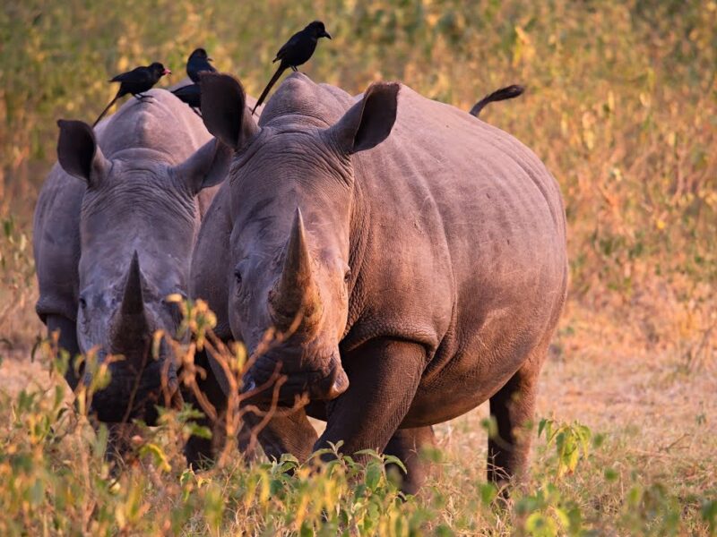 Ziwa Rhino Sanctuary