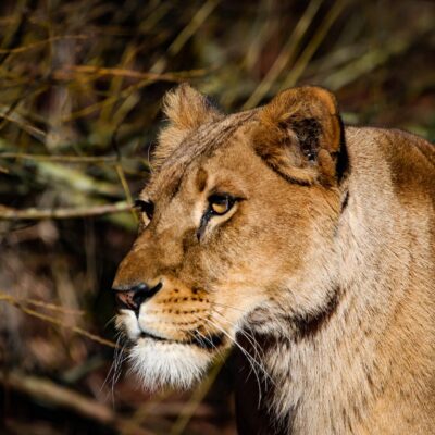 10-Day Uganda Big Five Safari & Gorilla Trekking Tour 10-Day Uganda Big Five Safari & Gorilla Trekking Tour