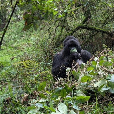 10 Days Rwanda Gorillas & Wildlife Safari 10 Days Rwanda Gorillas & Wildlife Safari