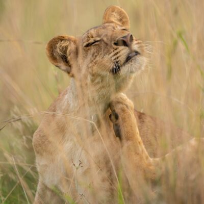 11-Day Uganda Big Five Safari 11-Day Uganda Big Five Safari