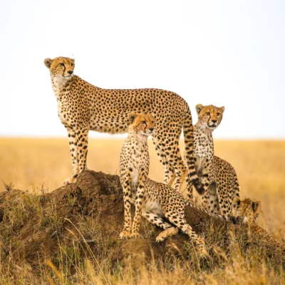 12-Day Tanzania Wildlife Safari 12-Day Tanzania Wildlife Safari
