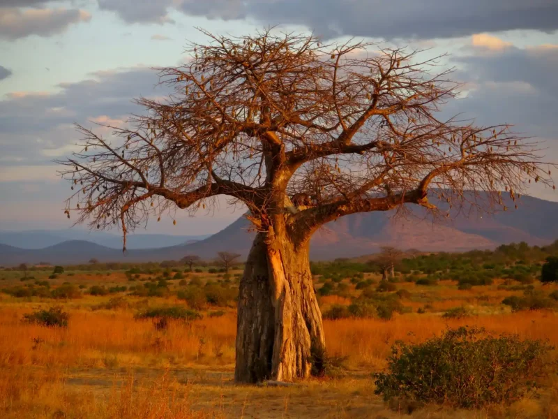 Ruaha National Park