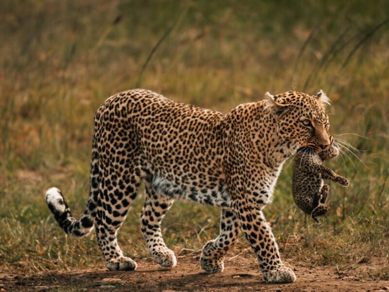 1757484183756_3-Days-Kenya-African-Safari-to-Tsavo-West-National-Park