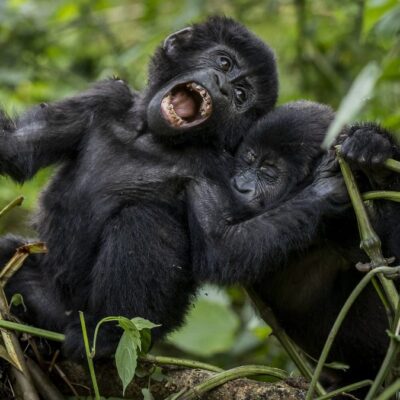 4-Day Rwanda Tracking Gorillas and Chimps Tour 4-Day Rwanda Tracking Gorillas and Chimps Tour