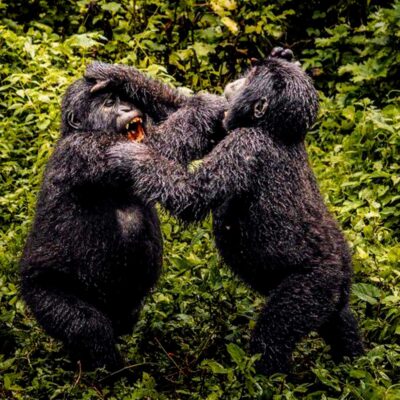 8-Day Rwanda Gorilla & Cultural Tour 8-Day Rwanda Gorilla & Cultural Tour