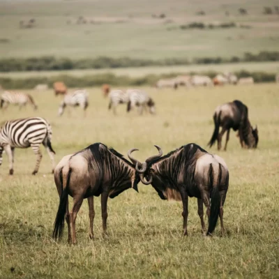8-Day Tanzania Mid-Range Safari 8-Day Tanzania Mid-Range Safari