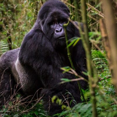 9-Day Uganda Big Five Safari & Gorilla Trekking Tour 9-Day Uganda Big Five Safari & Gorilla Trekking Tour
