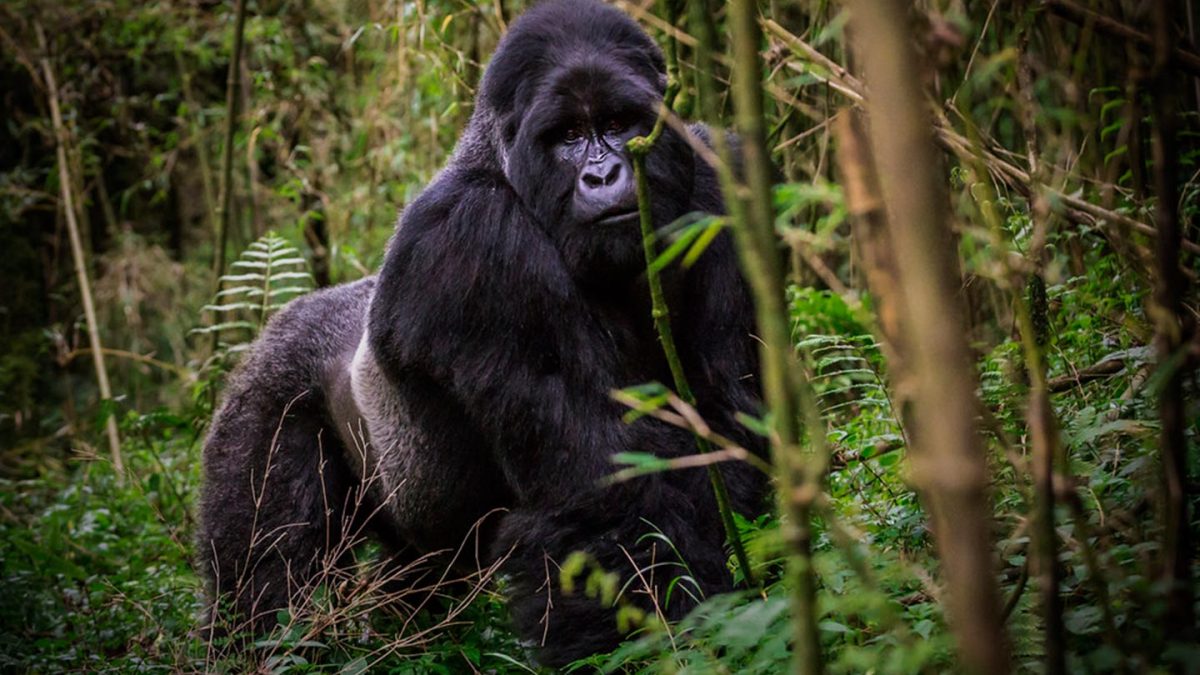 9-Day Uganda Big Five Safari & Gorilla Trekking Tour