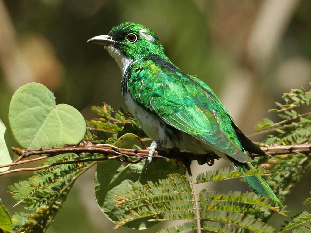 Africa Briding Safaris