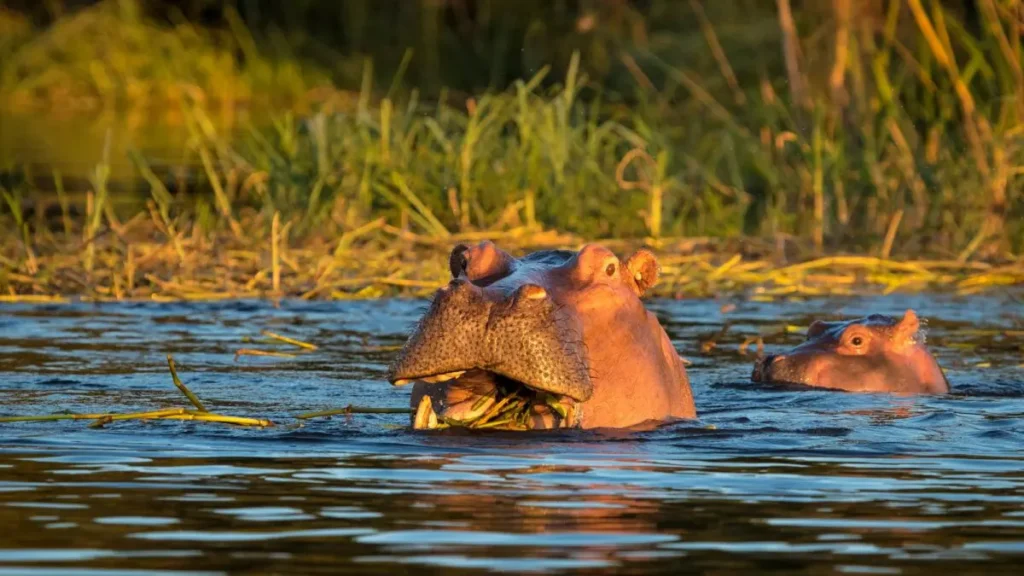 What Are the Best Places in Kenya for Kenya Safaris?