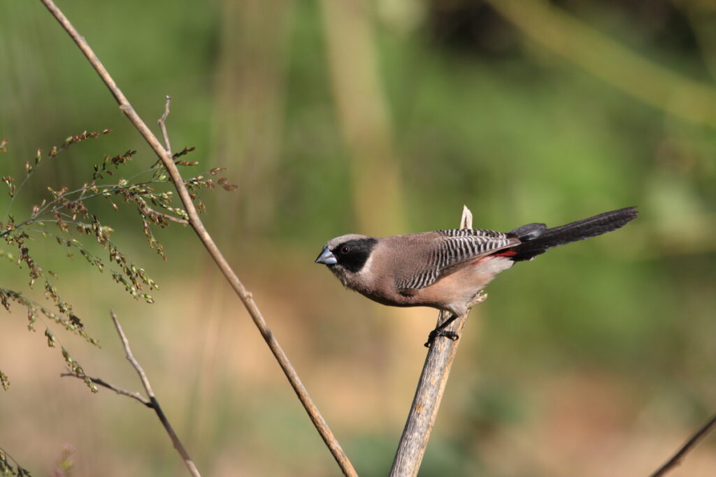 Birding-in-Samburu-National-Reserve
