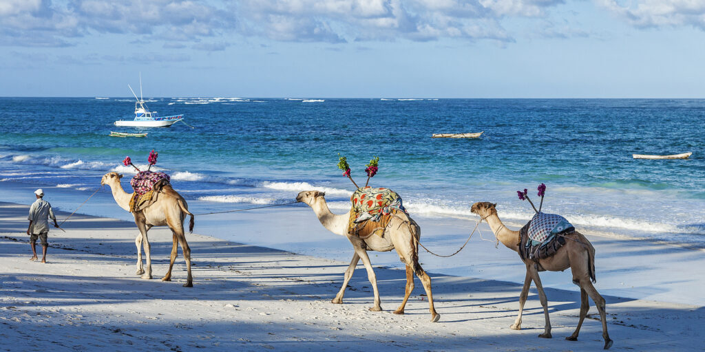 Camels on the Beach