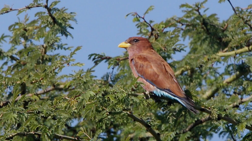 Dakatcha-Woodland-Kenya