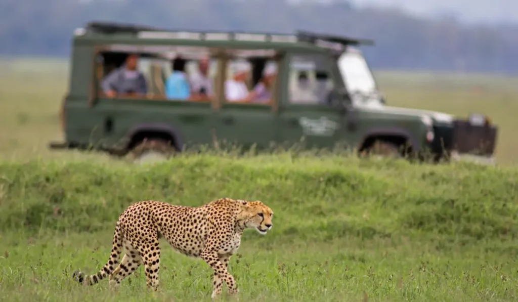 Explore Kenya Wildlife Encounters