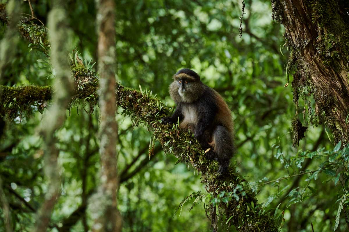 Golden Monkey Safaris