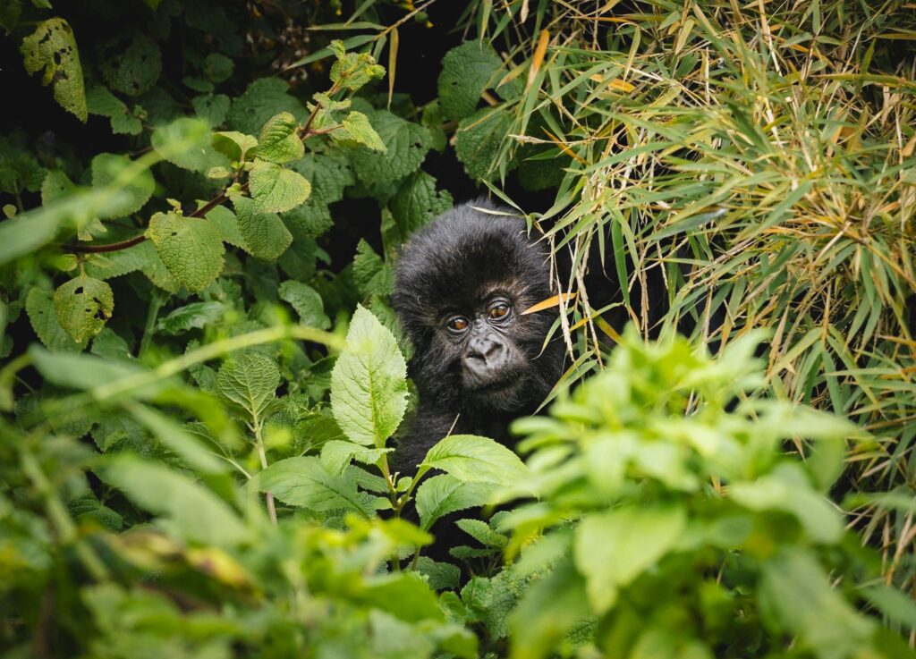 Gorilla Trekking Safaris