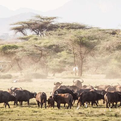 9-Day Ultimate Tanzania Wildlife Safari 9-Day Ultimate Tanzania Wildlife Safari