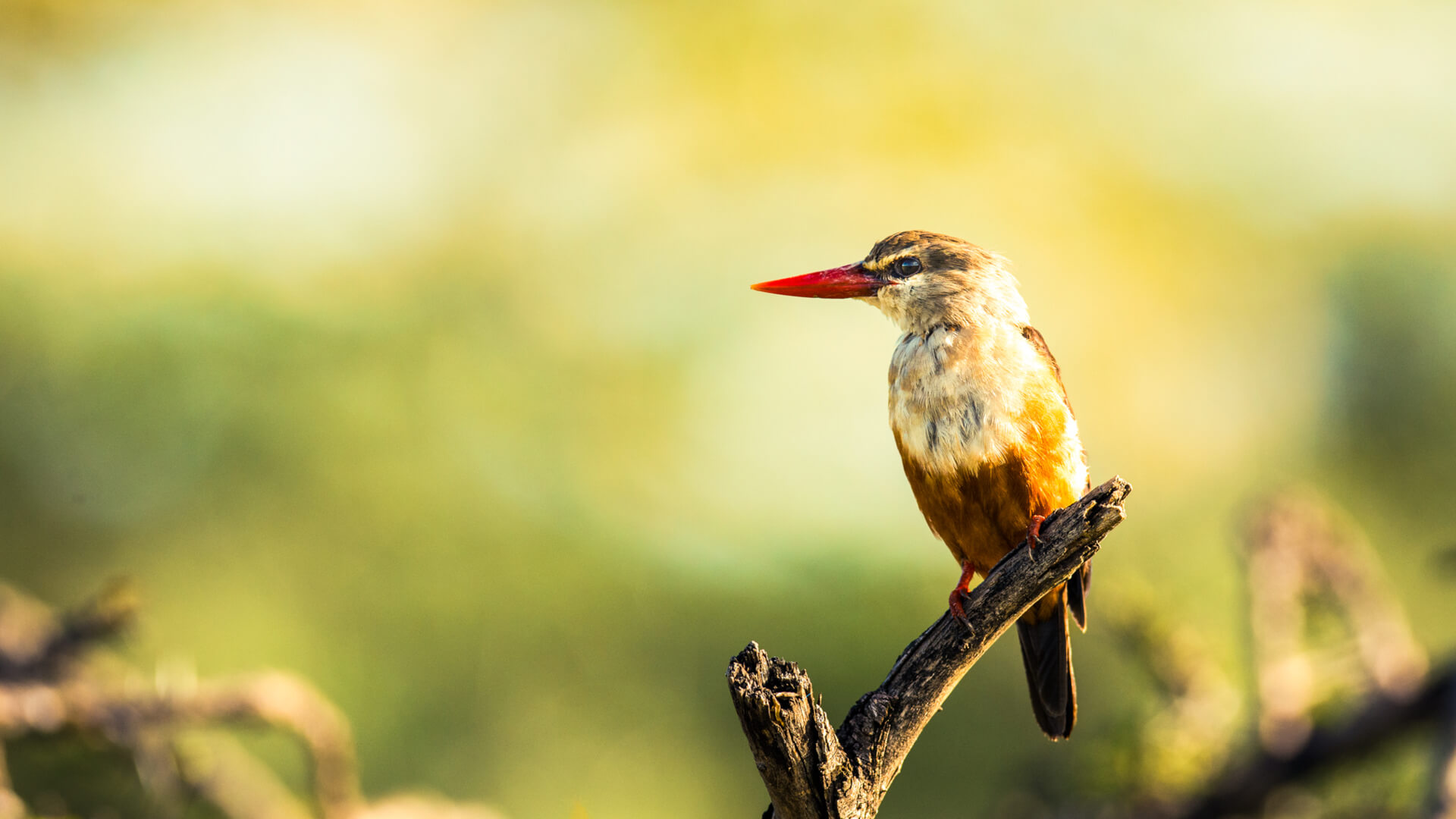 Kenya Birding Safaris