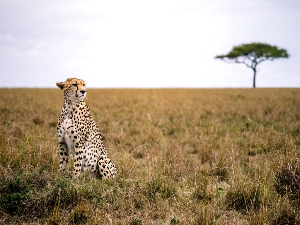 Kenya Long Safaris 