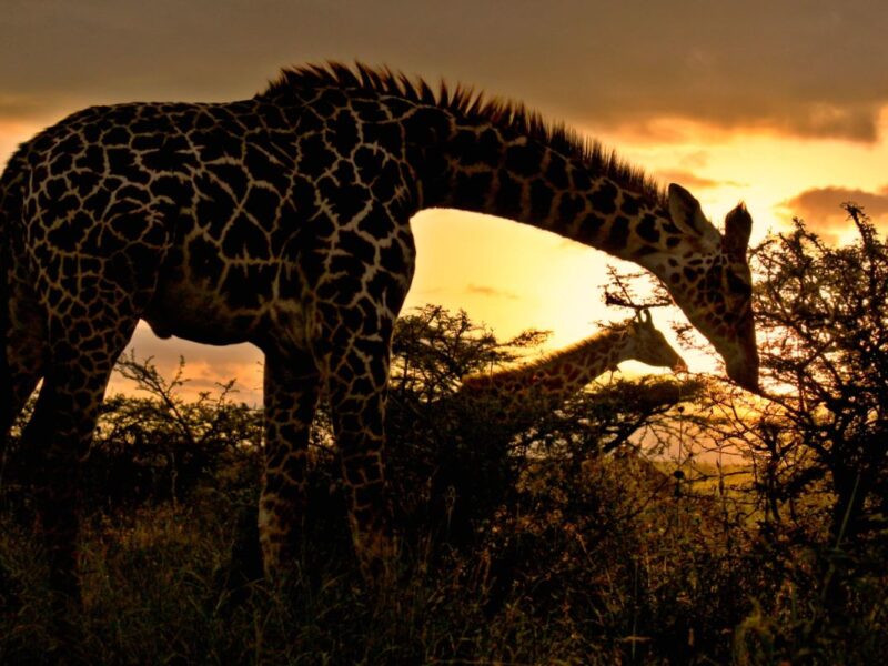 Nairobi-National-Park-Gallery-4