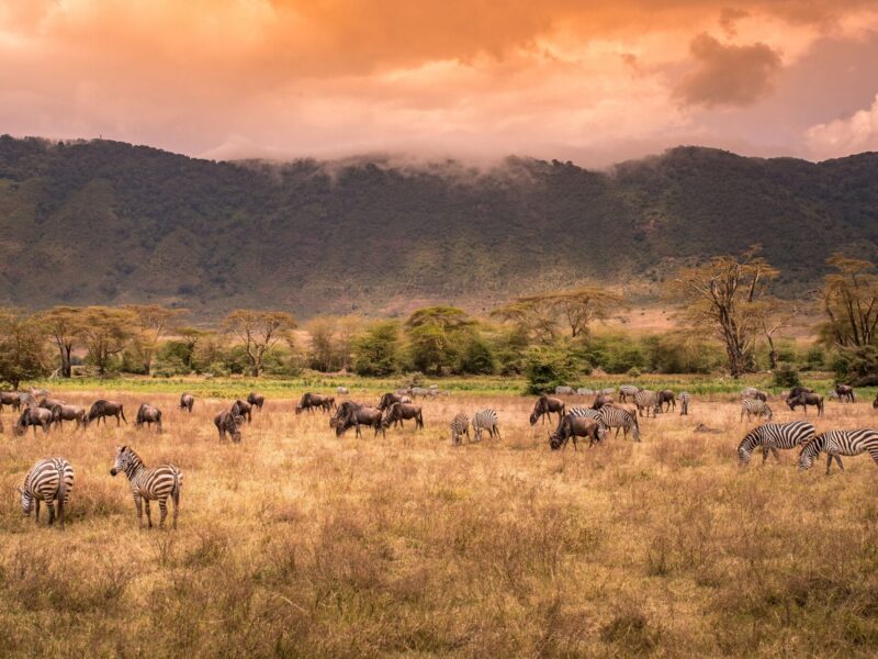 Ngorongoro Conservation Area