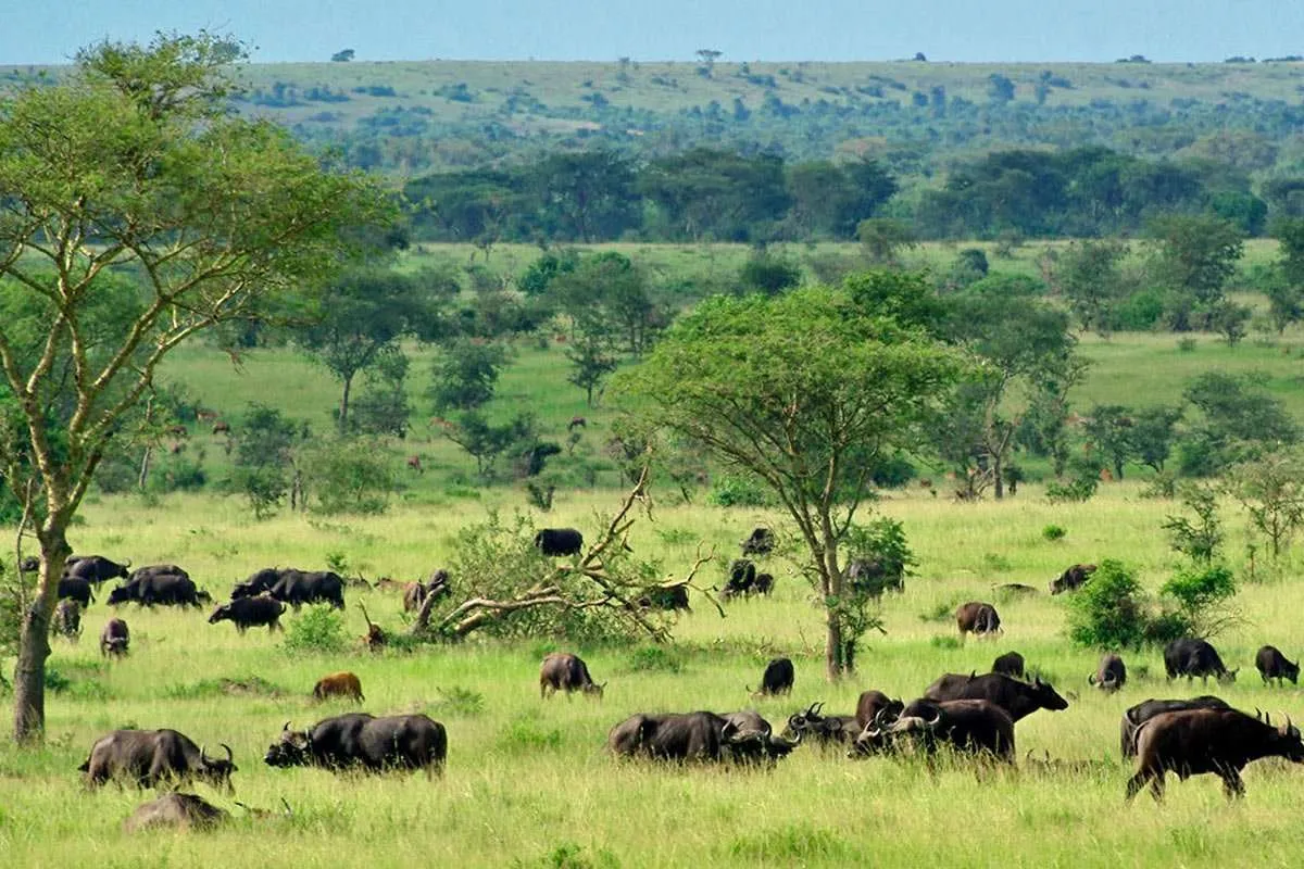 Queen Elizabeth National Park