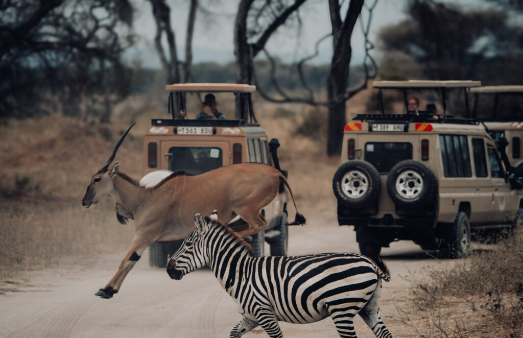 Tanzania Safari Adventure