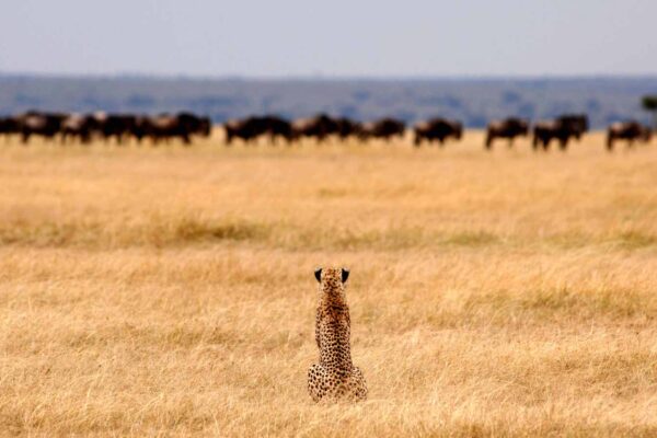 Tanzania Safaris