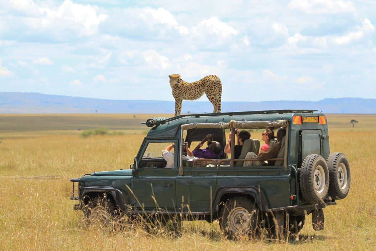 Tanzania Wildlife Safaris