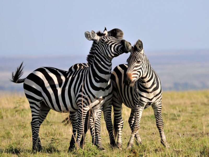Tsavo East National Park