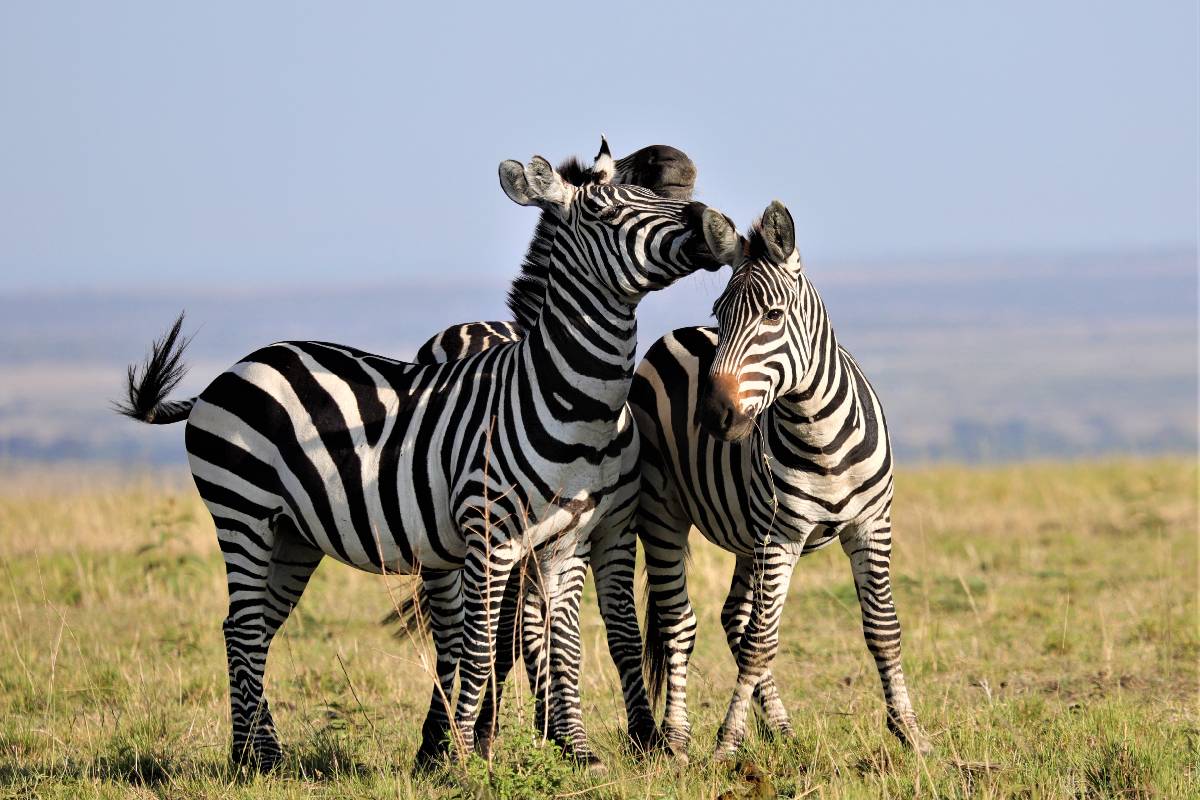 Tsavo East National Park