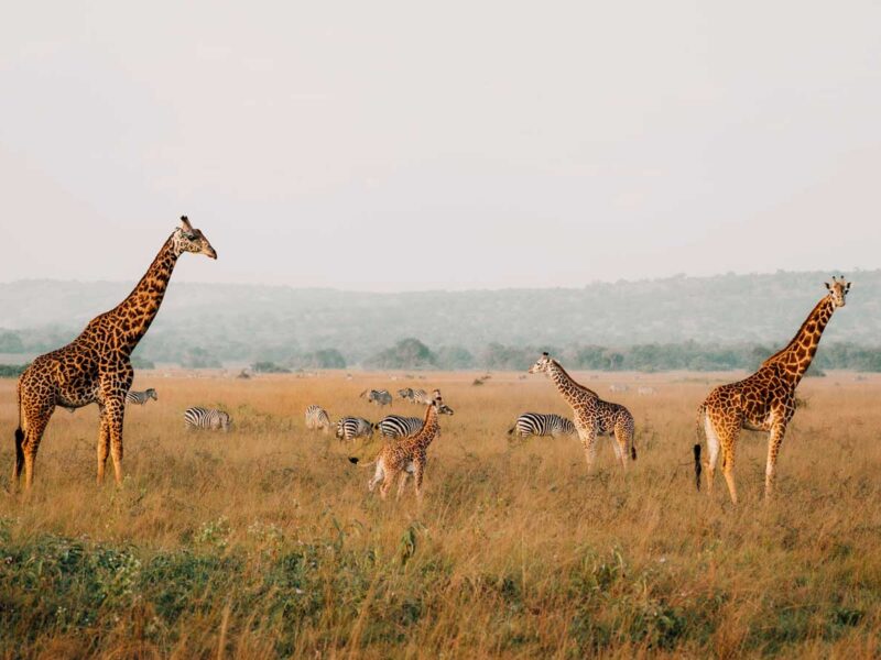 akagera-national-park