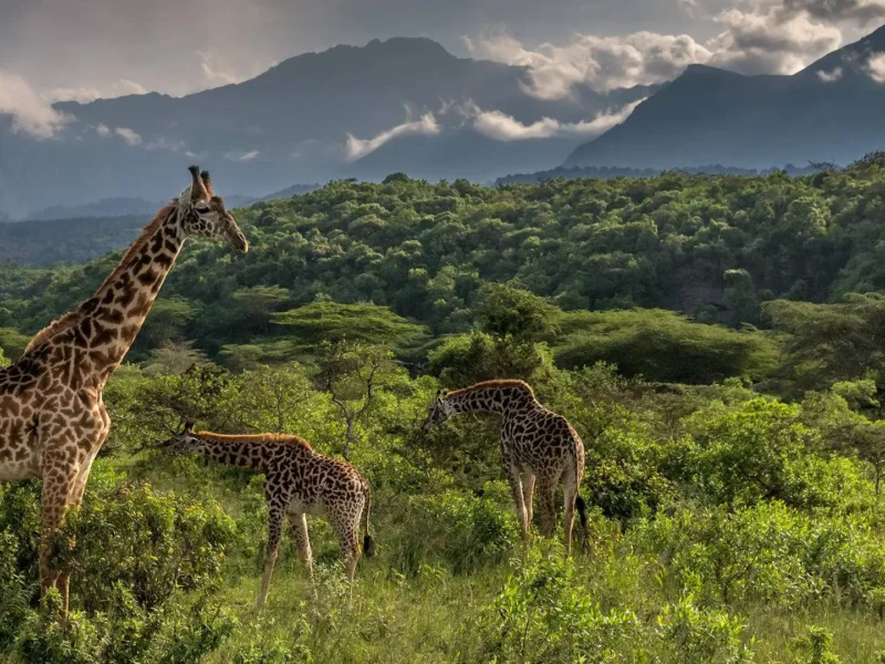 arusha-national-park