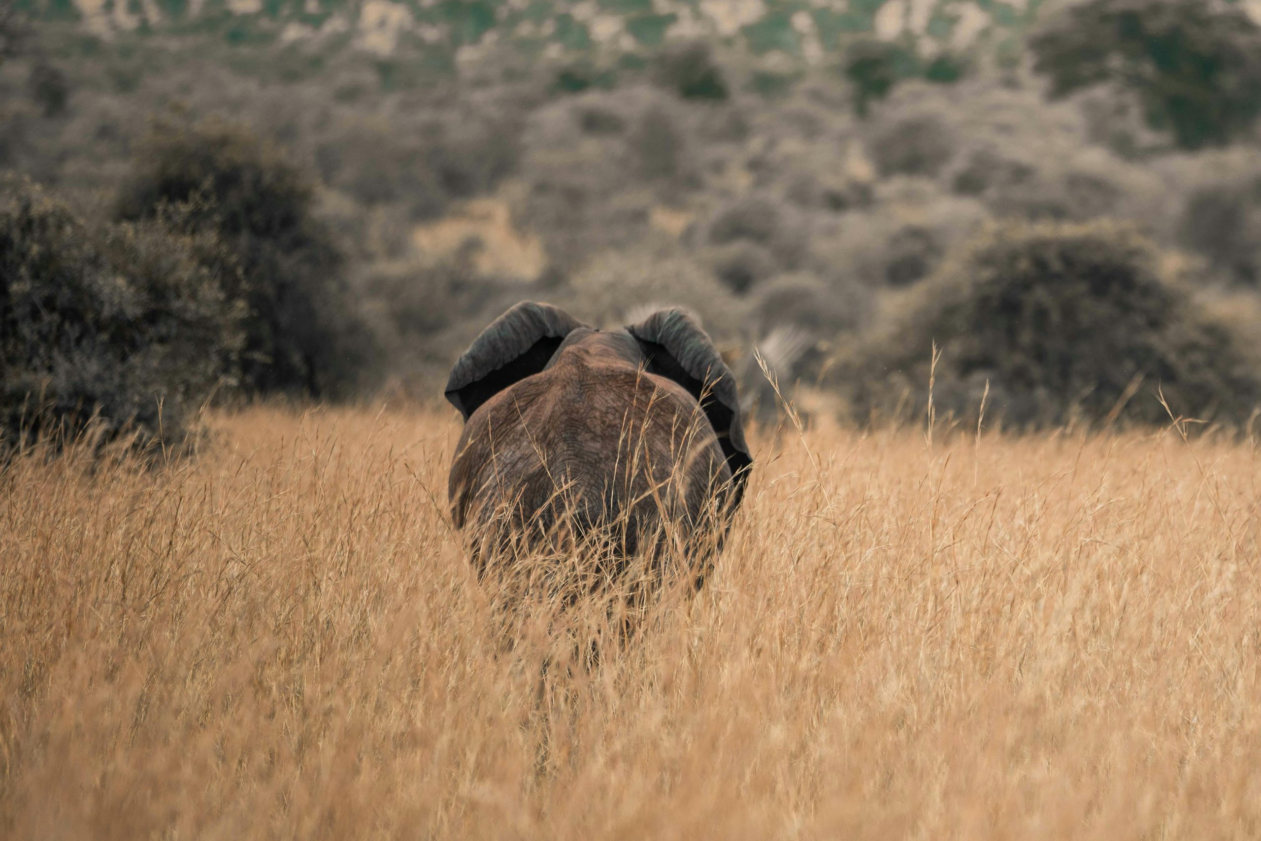 Kidepo Valley National Park