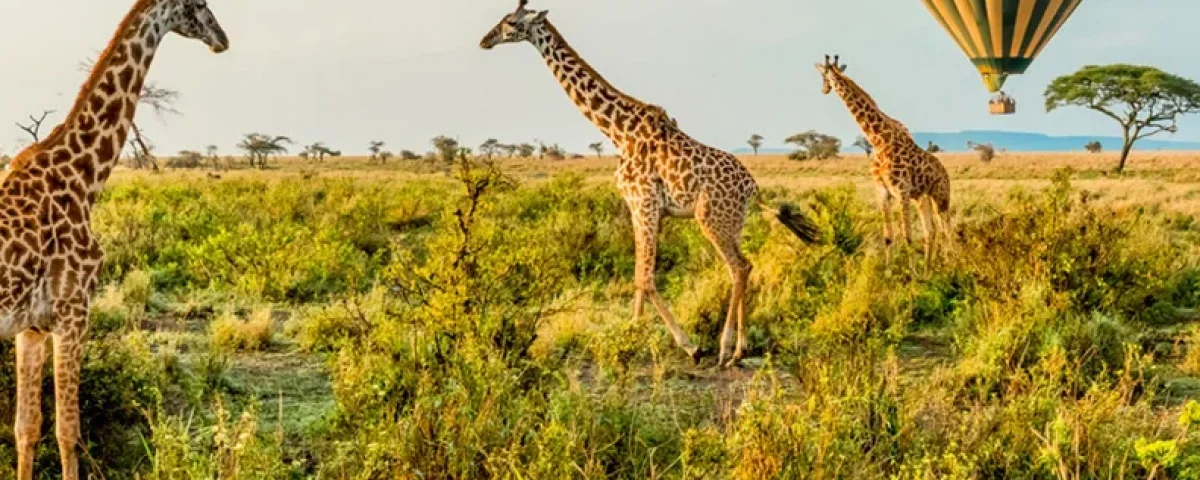 What Are the Must-See Attractions in Serengeti?