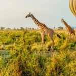What Are the Must-See Attractions in Serengeti?