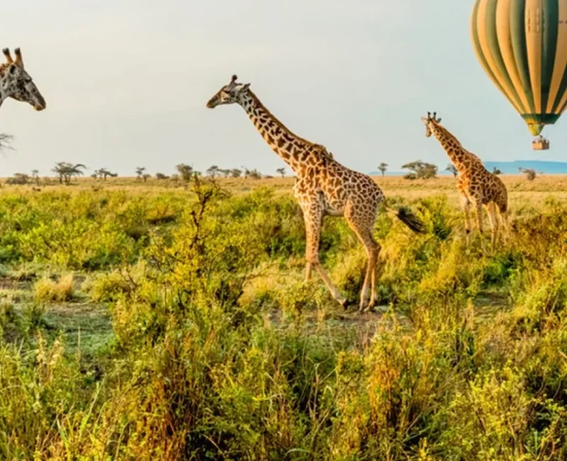 What Are the Must-See Attractions in Serengeti?