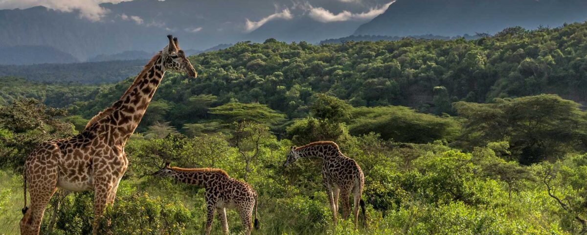 When is the Best Time to Visit Arusha National Park?