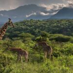 When is the Best Time to Visit Arusha National Park?