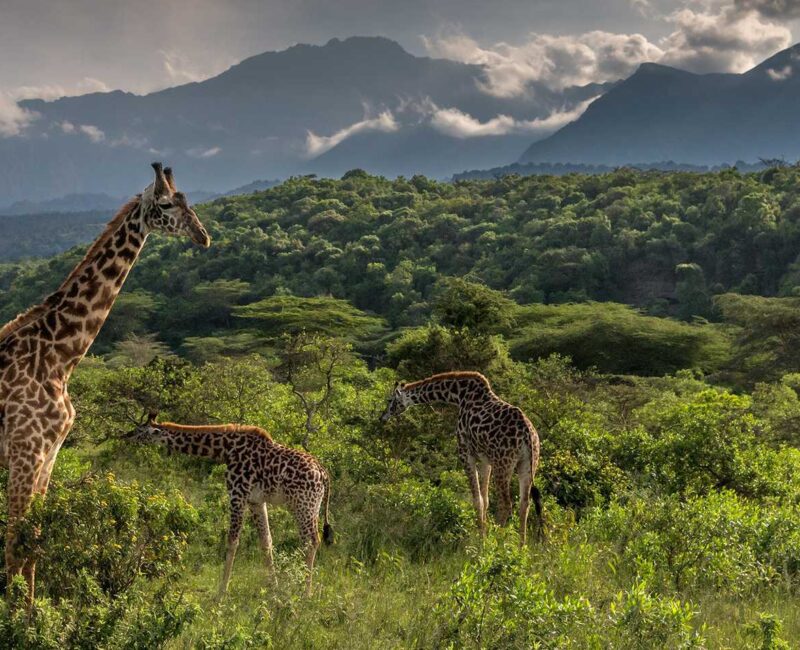When is the Best Time to Visit Arusha National Park?