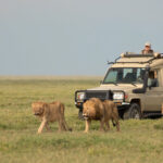 Can I See the Big Five in Serengeti?