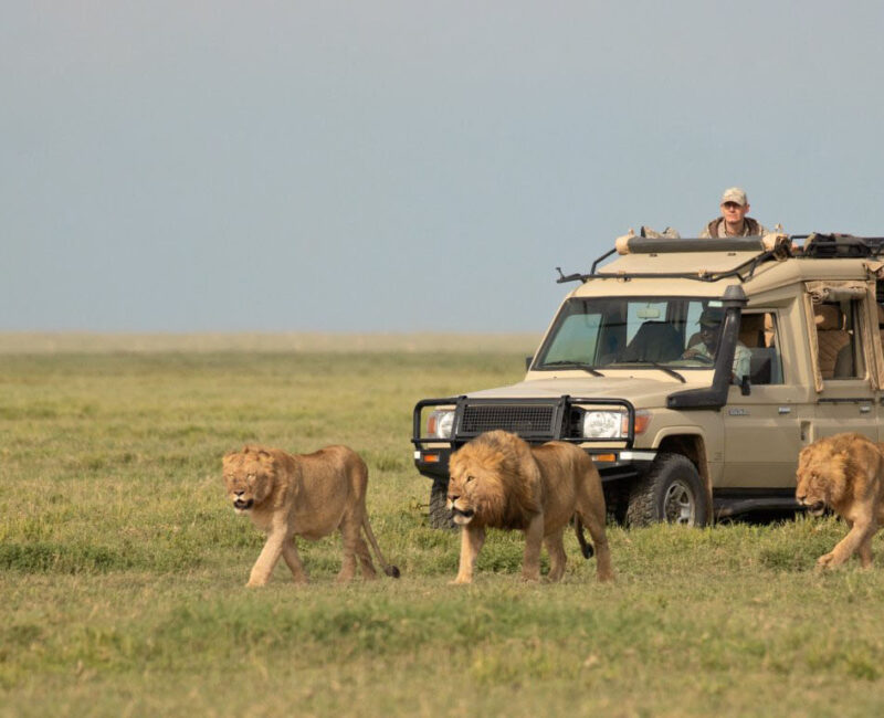 Can I See the Big Five in Serengeti?